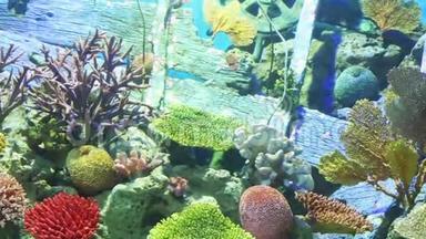 珊瑚和奇异的海鱼。